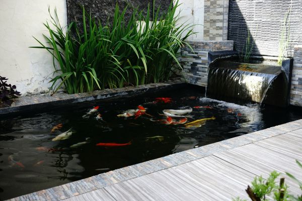 Fish Pond Restoration
